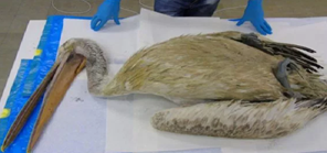 «Καθαρά» από τον ιό της γρίπης των πτηνών τα πουλιά της Κάρλας